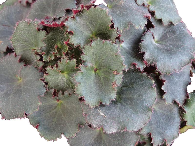 Saxifraga stolonifera 'Dark Green' - Image courtesy of Ball Horticultural Company