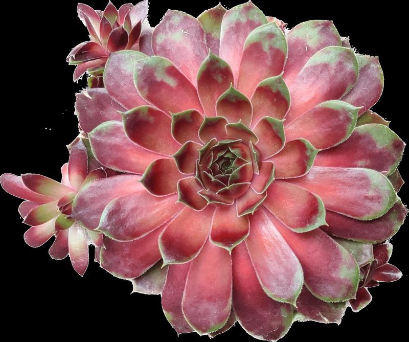 Sempervivum arachnoideum Colorockz 'Coconut Crystal' - Image courtesy of Ball Horticultural Company