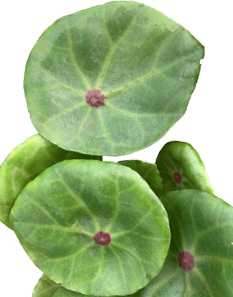 Begonia conchifolia 'Bulls Eye' - Image courtesy of Ball Horticultural Company