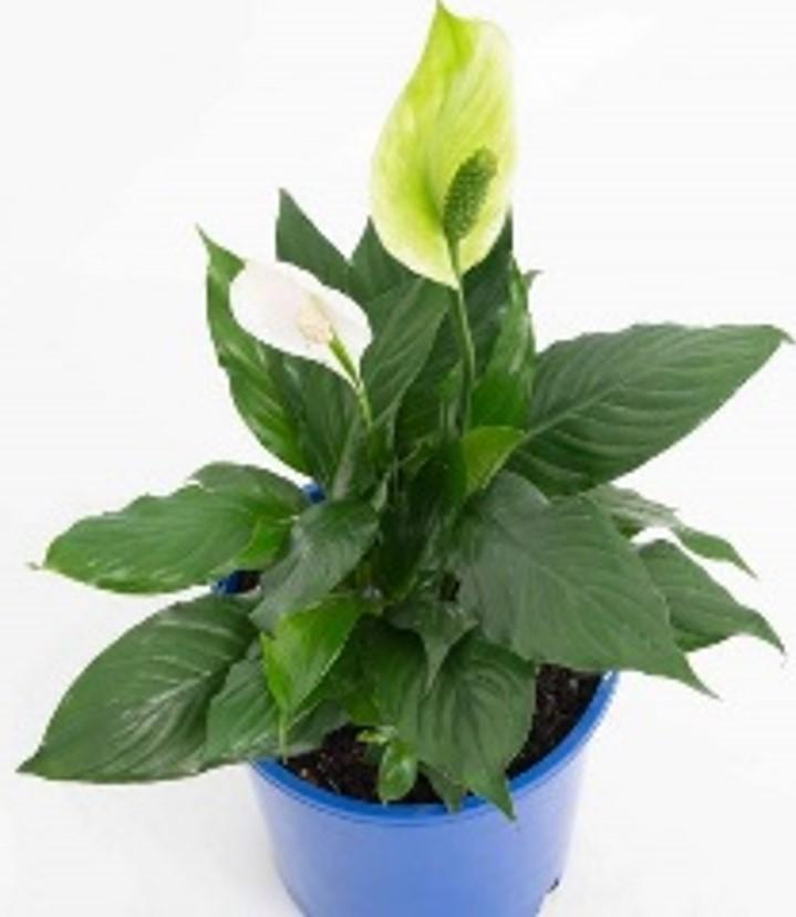 Spathiphyllum 'Mojo' - Image courtesy of Ball Horticultural Company