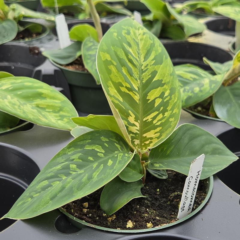 Homalomena 'Camouflage' - Homalomena from Hillcrest Nursery