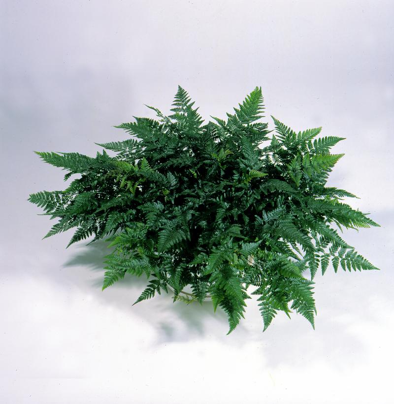 Humata tyermannii - Image courtesy of Ball Horticultural Company
