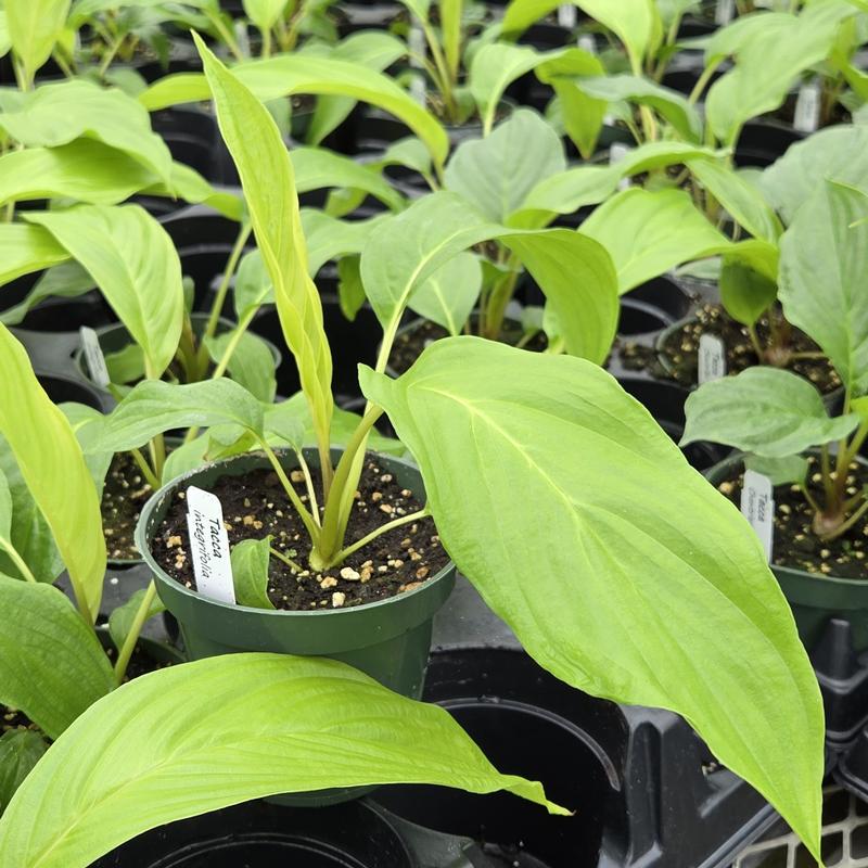 Tacca integrifolia - White Bat Flower from Hillcrest Nursery
