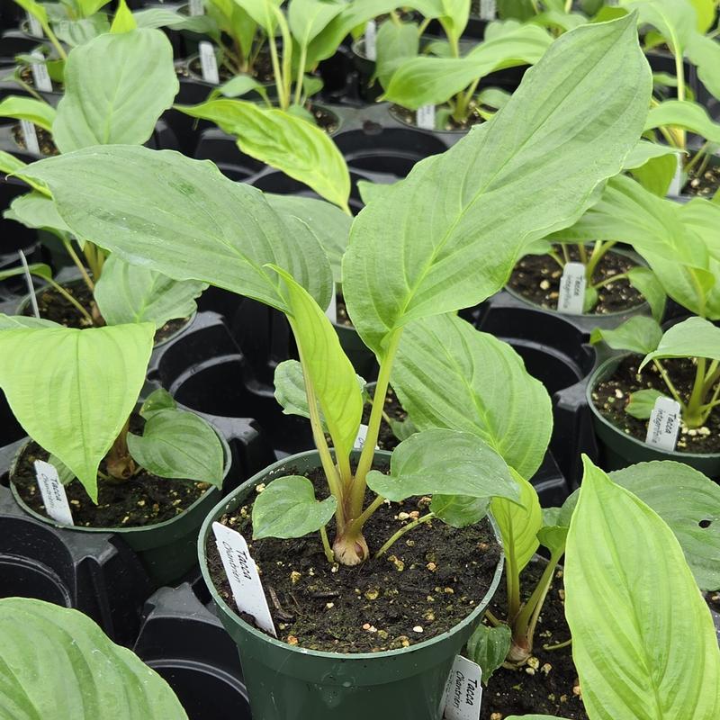 Tacca chantrieri - Bat Flower from Hillcrest Nursery