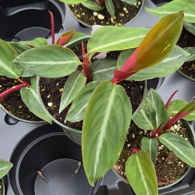 Stromanthe 'Magic Star' - Stromanthe from Hillcrest Nursery