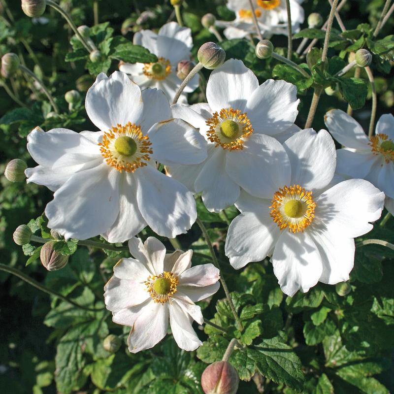 Anemone 'Honorine Jobert' - Image courtesy of Ball Horticultural Company