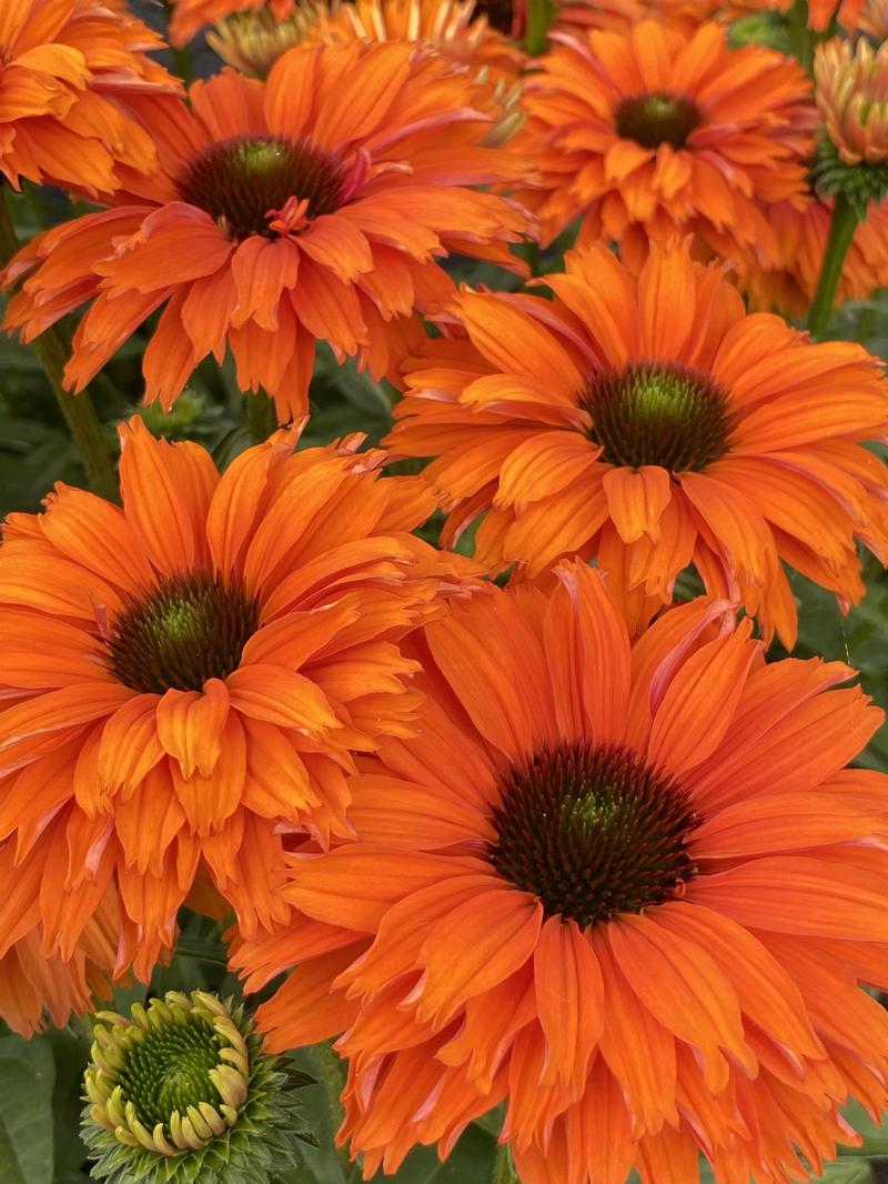 Echinacea SunSeekers 'Mineola' - Image courtesy of Ball Horticultural Company