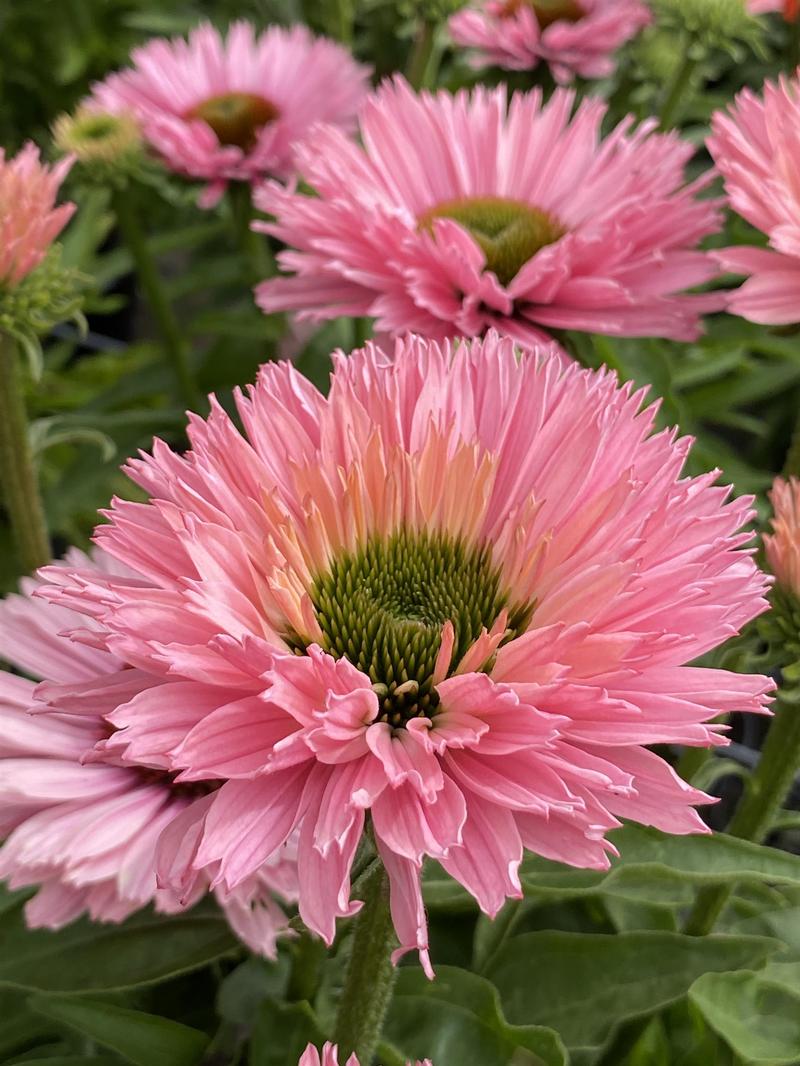 Echinacea SunSeekers 'Salmon' - Image courtesy of Ball Horticultural Company