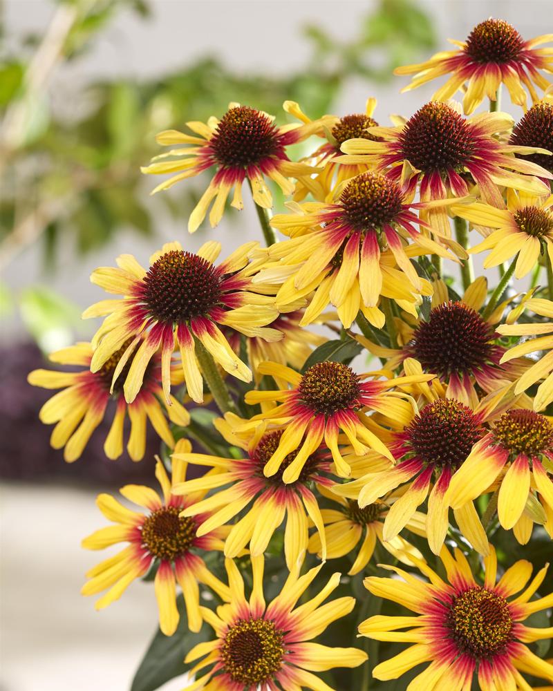 Echinacea SunSeekers 'Tequila Sunrise' - Image courtesy of Ball Horticultural Company