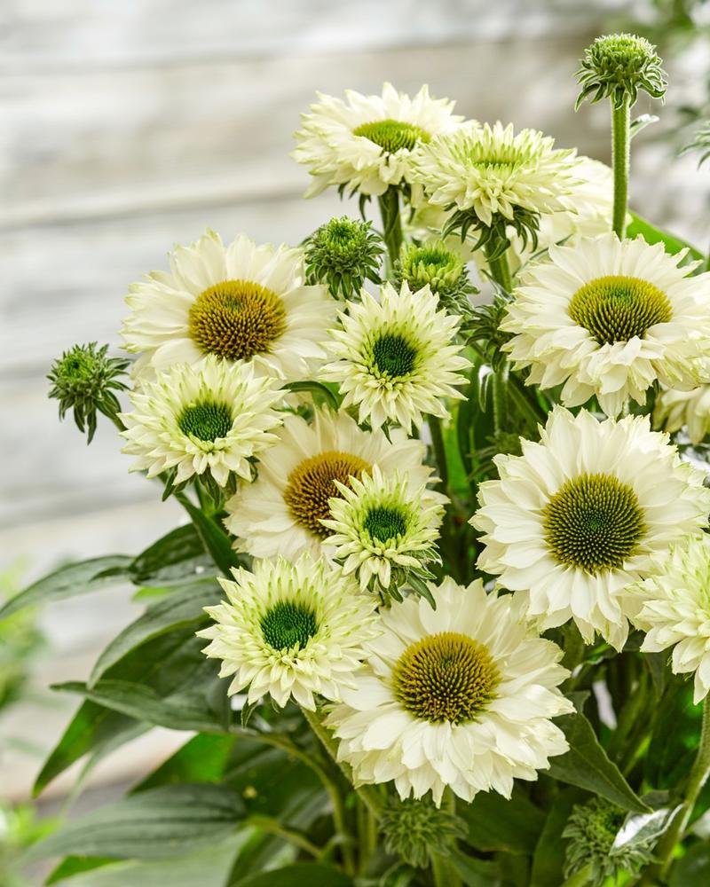 Echinacea SunSeekers 'White Perfection' - Image courtesy of Ball Horticultural Company