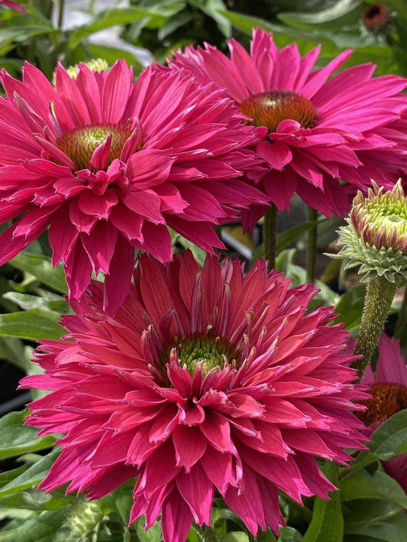 Echinacea SunSeekers 'Sweet Fuchsia' - Image courtesy of Ball Horticultural Company