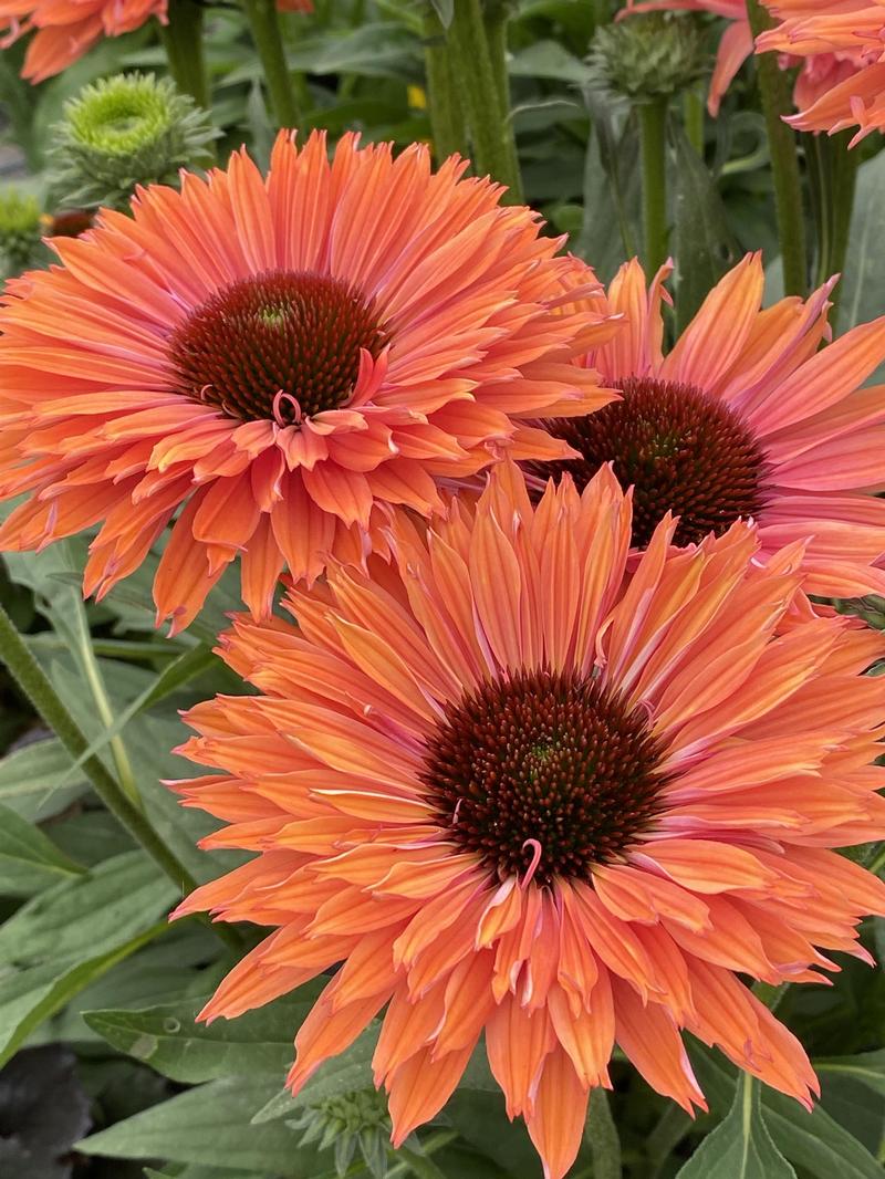 Echinacea SunSeekers 'Rainbow' - Image courtesy of Ball Horticultural Company