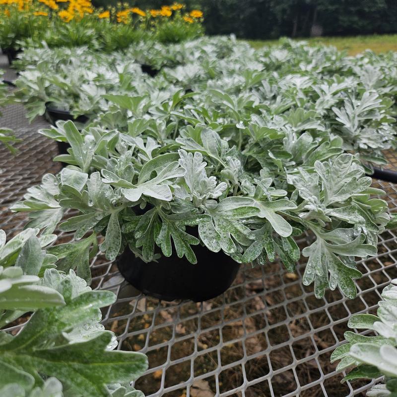 Artemisia ludovicianai 'Silver Brocade' - Wormwood from Hillcrest Nursery