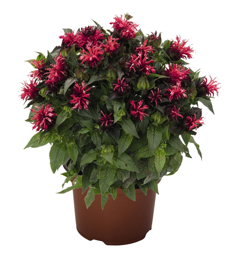 Monarda didyma Pocahontas 'Red Rose' - Image courtesy of Ball Horticultural Company