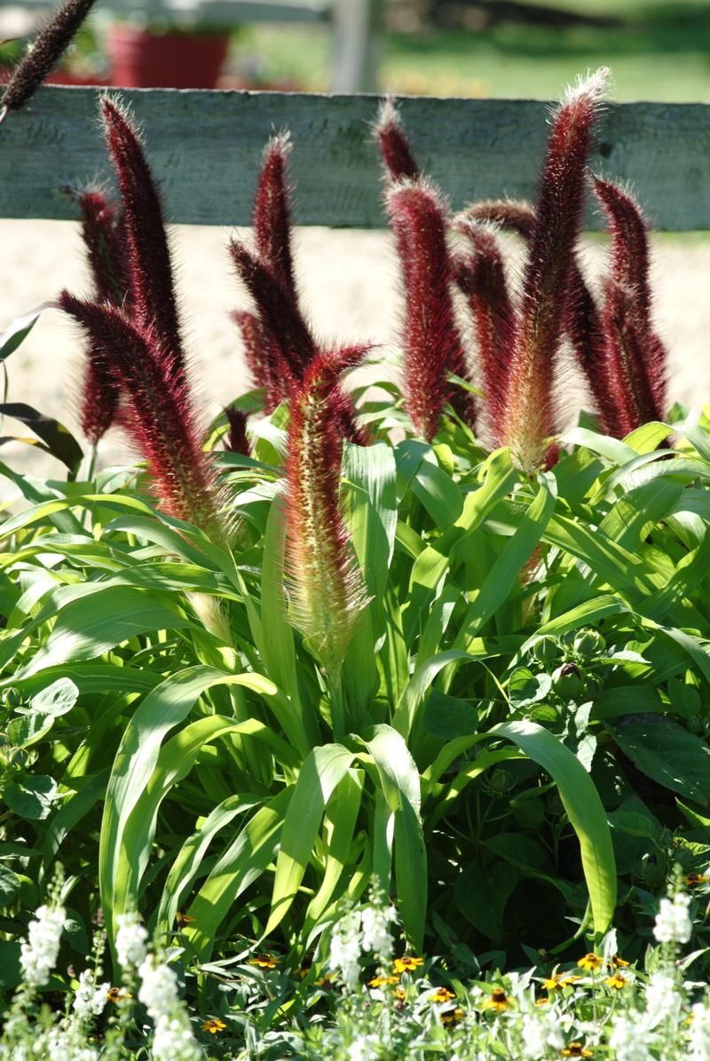 Grass: Pennisetum glaucum 'Jade Princess' - Image courtesy of Ball Horticultural Company