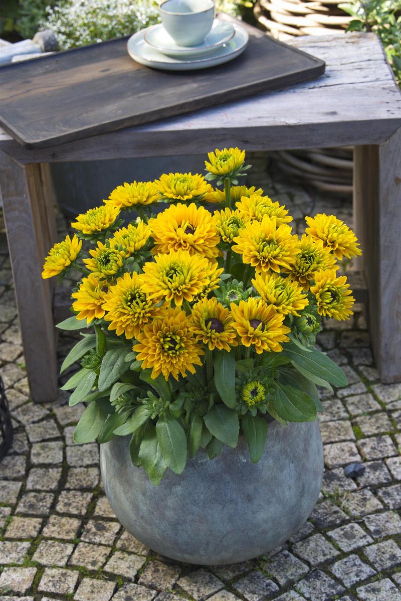 Rudbeckia hirta Sunbeckia 'Isabella' - Image courtesy of Ball Horticultural Company