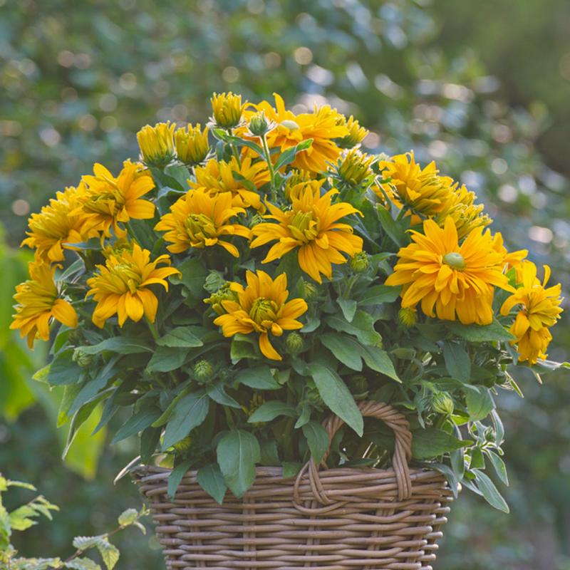 Rudbeckia hirta Sunbeckia 'Laura' - Image courtesy of Ball Horticultural Company