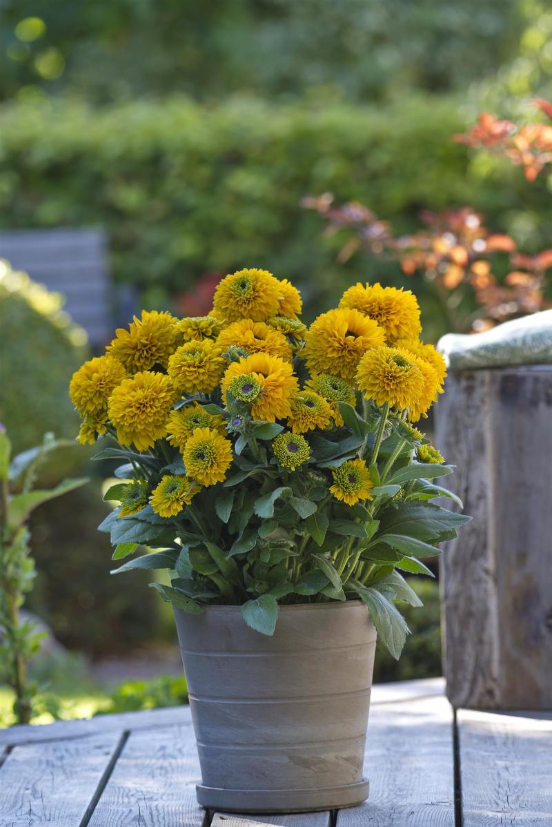 Rudbeckia hirta Sunbeckia 'Noa' - Image courtesy of Ball Horticultural Company