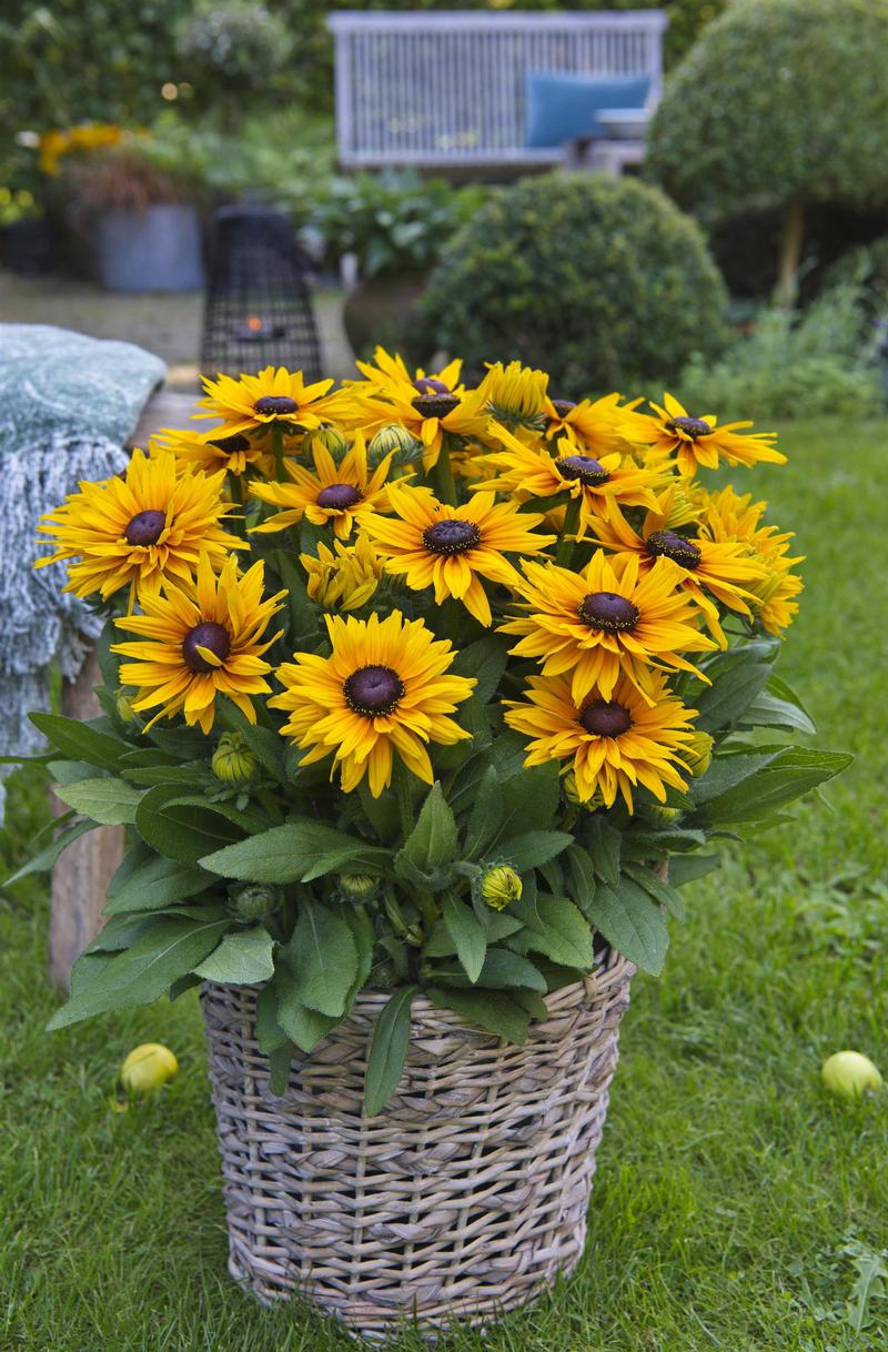 Rudbeckia hirta Sunbeckia 'Stella' - Image courtesy of Ball Horticultural Company