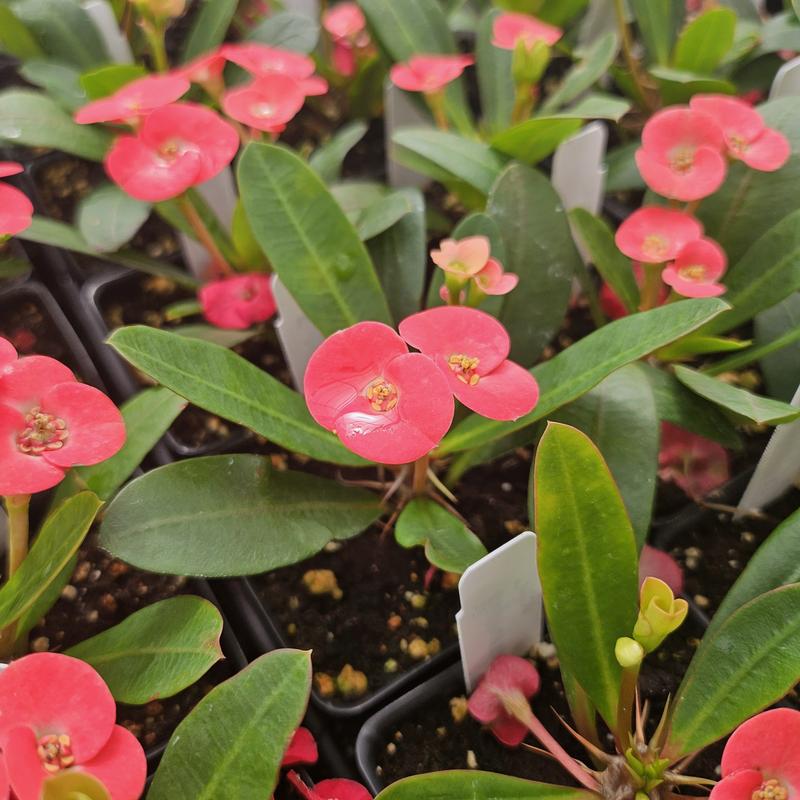 Euphorbia milii Maxi 'Triton' - Crown of Thorns from Hillcrest Nursery
