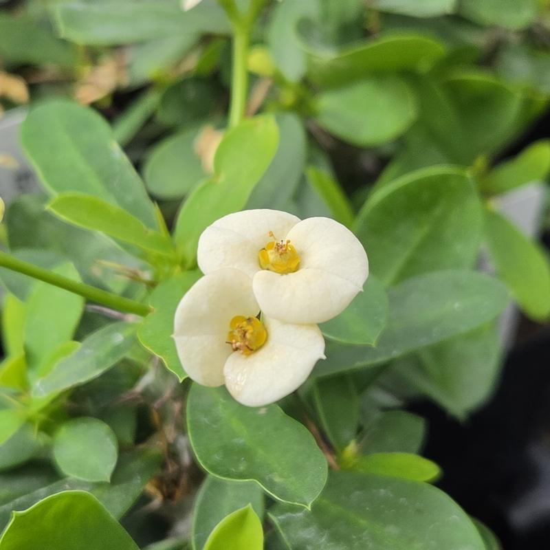 Euphorbia milii Maxi 'Helena' - Crown of Thorns from Hillcrest Nursery