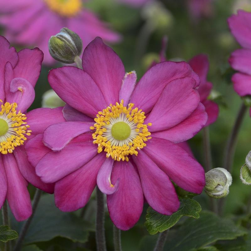 Anemone 'Pamina' - Image courtesy of Ball Horticultural Company