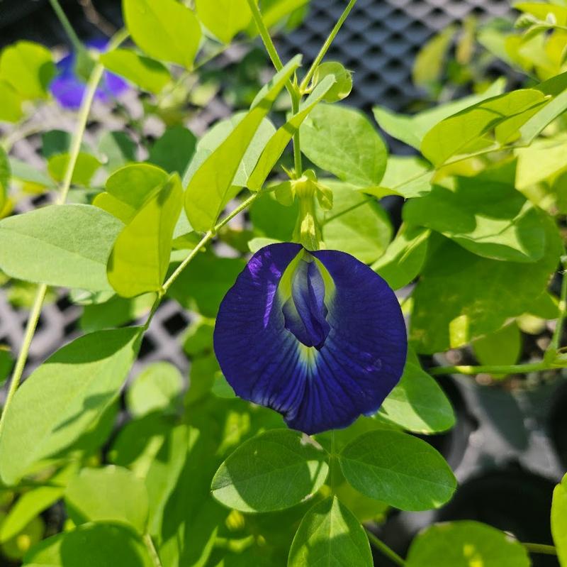 Clitoria ternatea 'Blue Pea' - Blue Butterfly Pea from Hillcrest Nursery