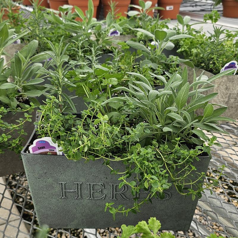 Herb Garden 12