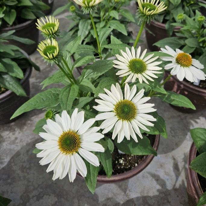 Echinacea hybrida Sunmagic Vintage 'White' - Coneflower from Hillcrest Nursery