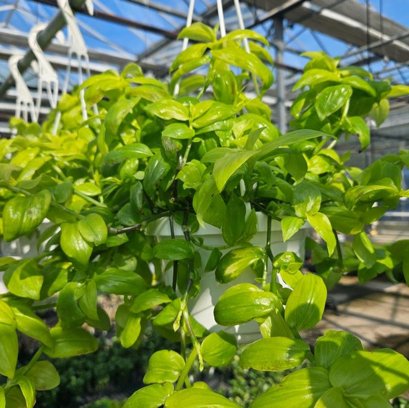 Tradescantia zebrina 'Gold' - Wandering Jew from Hillcrest Nursery