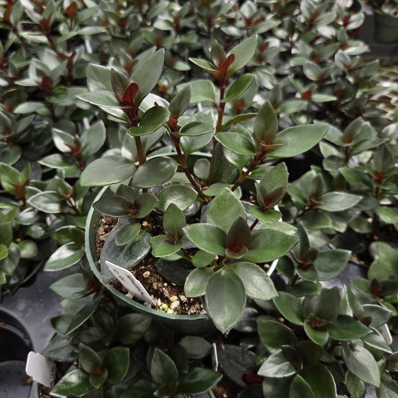 Nematanthus gregarius Koi 'Red' - Goldfish Plant from Hillcrest Nursery
