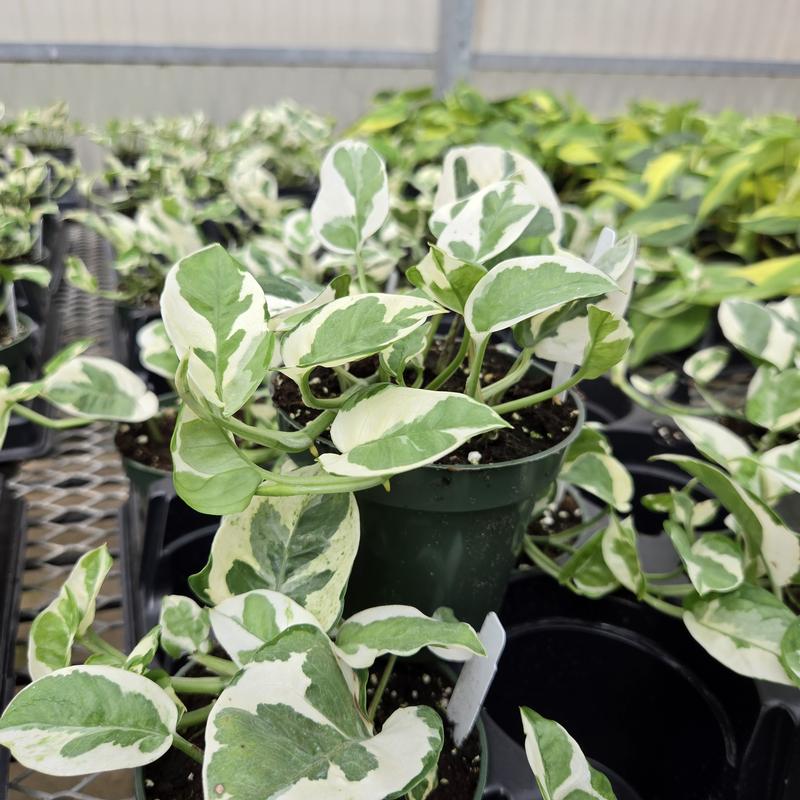 Epipremnum 'Pearls n Jade' - Pothos from Hillcrest Nursery
