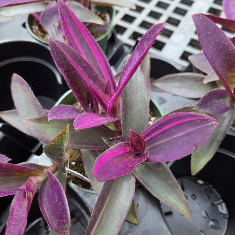 Setcreasea 'Purple Variegated' - Setcreasea from Hillcrest Nursery