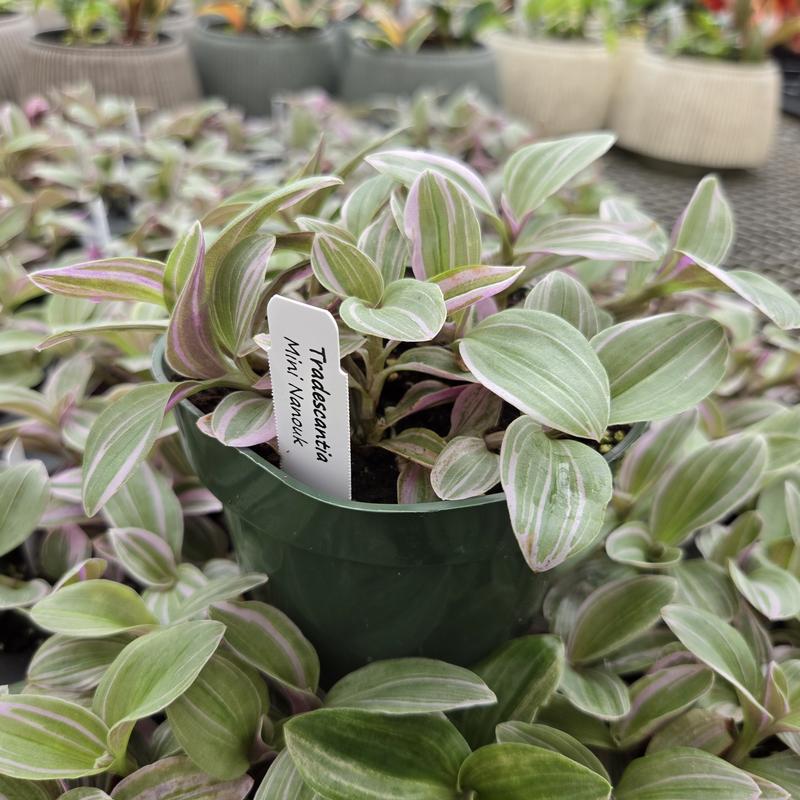 Tradescantia 'Mini Nanouk' - Wandering Jew from Hillcrest Nursery