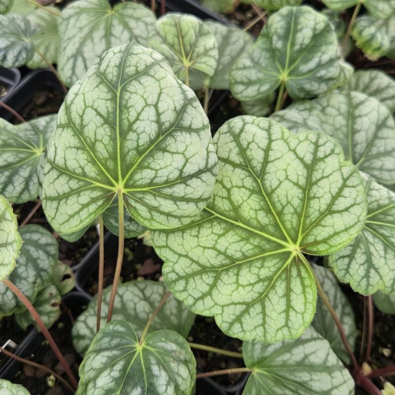 Heuchera Carnival 'Green Spice' - Coral Bells from Hillcrest Nursery