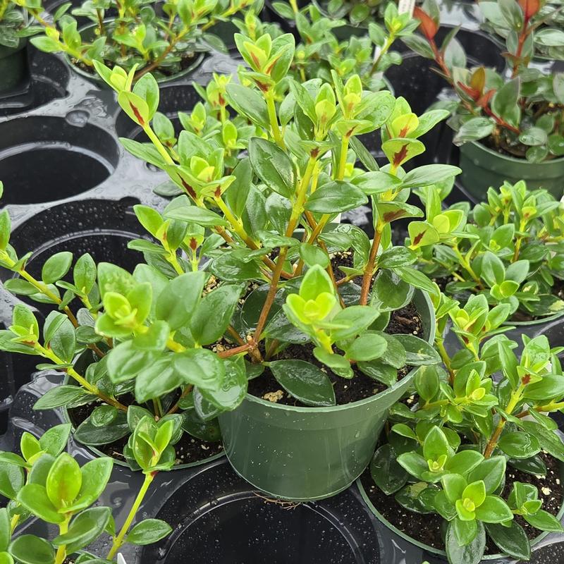 Nematanthus gregarius Koi 'Orange' - Goldfish Plant from Hillcrest Nursery