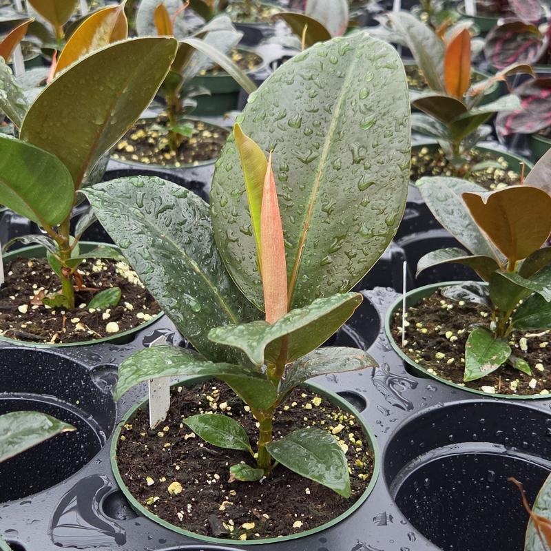 Ficus elastica 'Melany' - Rubber Plant from Hillcrest Nursery