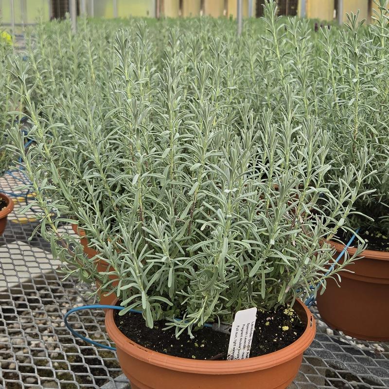 Lavandula Anouk 'Double' - Spanish Lavender from Hillcrest Nursery