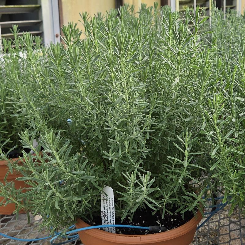 Lavandula Anouk 'Supreme' - Spanish Lavender - Finished from Hillcrest Nursery