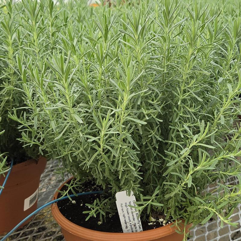 Lavandula Butterfly Garden 'Plum Perfect' - Spanish Lavender - Finished from Hillcrest Nursery