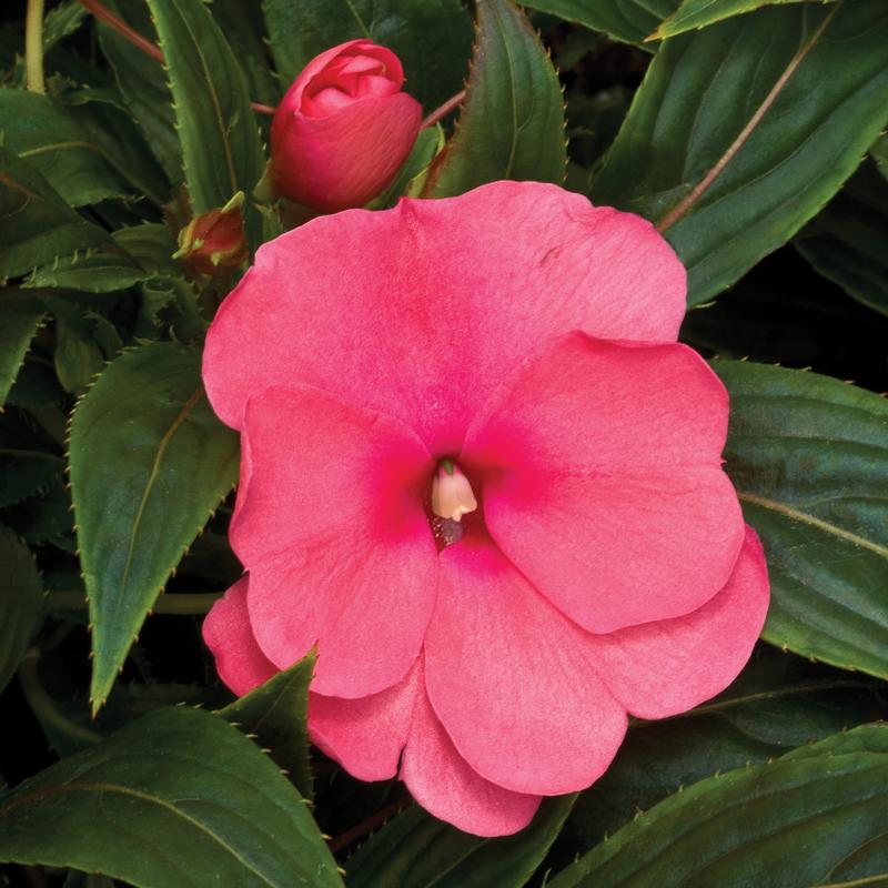 Impatiens hawkeri Sonic 'Pink' - Impatiens - Image courtesy of Ball Horticultural Company