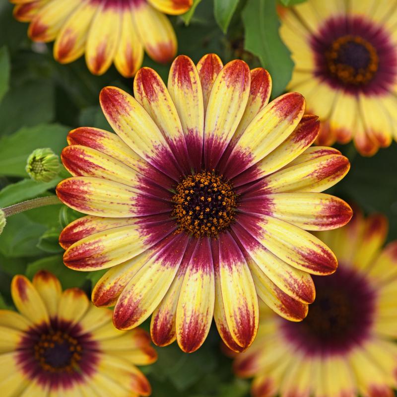 Osteospermum ecklonis 'Sunset Glow' - Image courtesy of Ball Horticultural Company