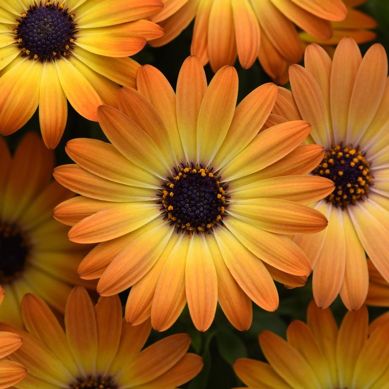 Osteospermum ecklonis 'Sunshine Beauty' - Image courtesy of Ball Horticultural Company