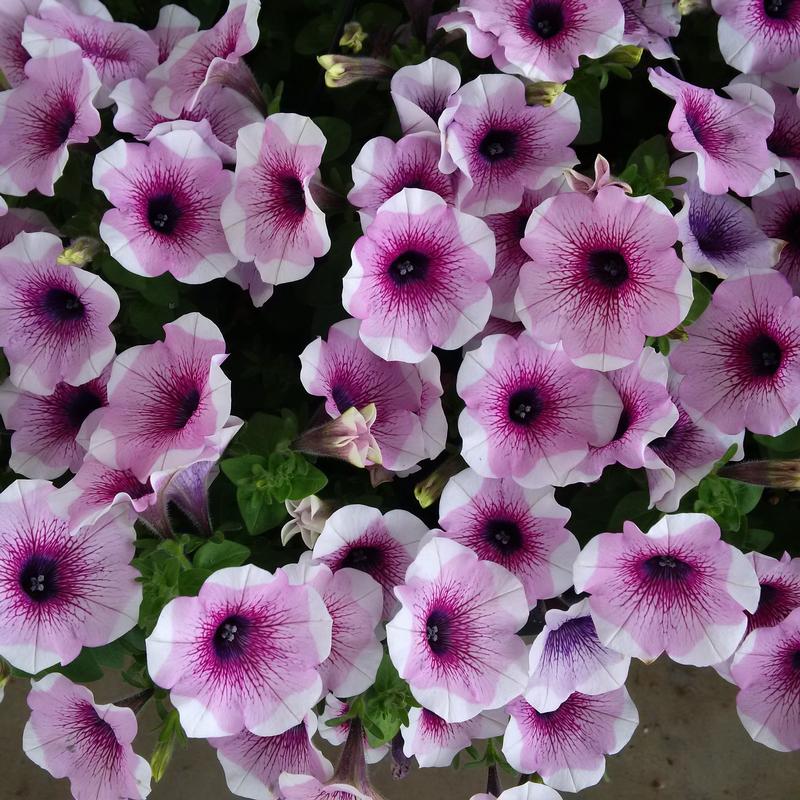Petunia Potunia 'Lavender Touch' - Image courtesy of Ball Horticultural Company