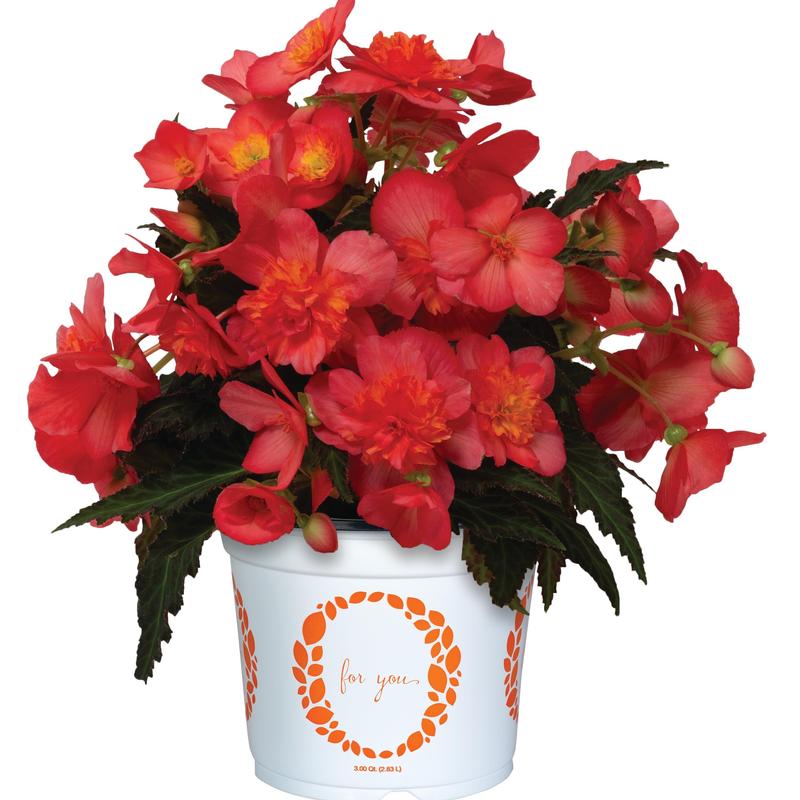 Begonia I'conia 'Valencia Pink' - Image courtesy of Ball Horticultural Company