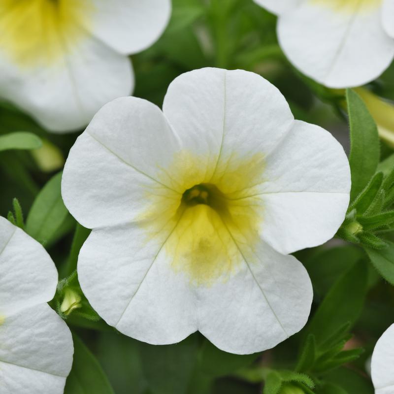 Calibrachoa Cabaret 'Frosty Lemon' - Image courtesy of Ball Horticultural Company