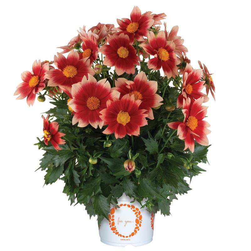 Dahlia Summer Bees 'Salmon Bicolor' - Image courtesy of Ball Horticultural Company