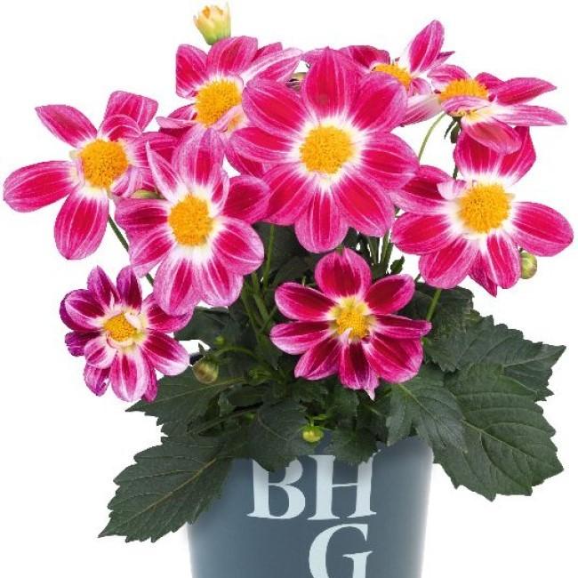 Dahlia Summer Bees 'Purple Bicolor' - Image courtesy of Ball Horticultural Company