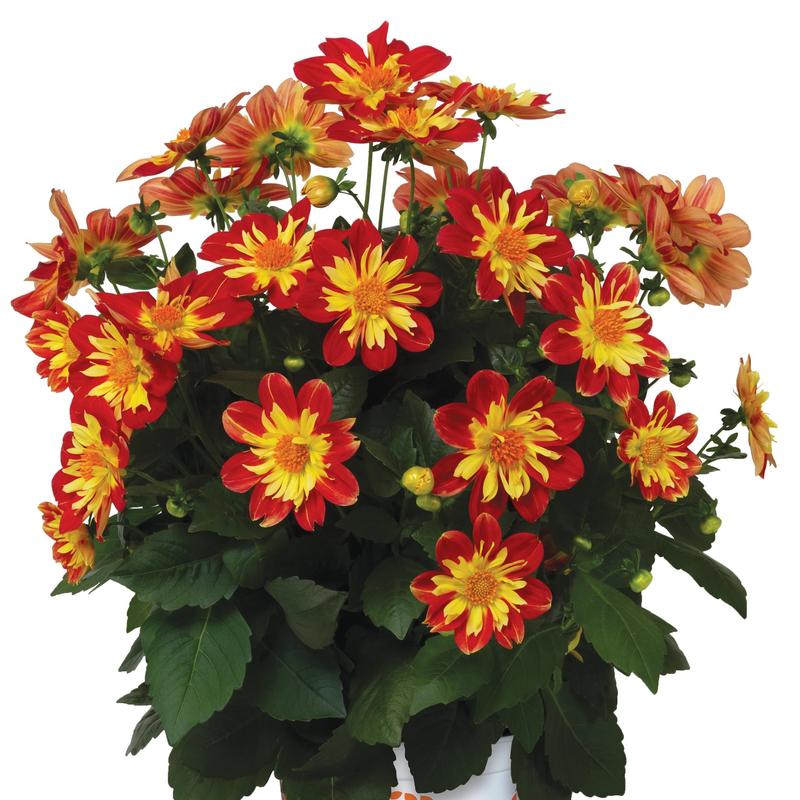 Dahlia Summer Bees 'Red Star' - Image courtesy of Ball Horticultural Company
