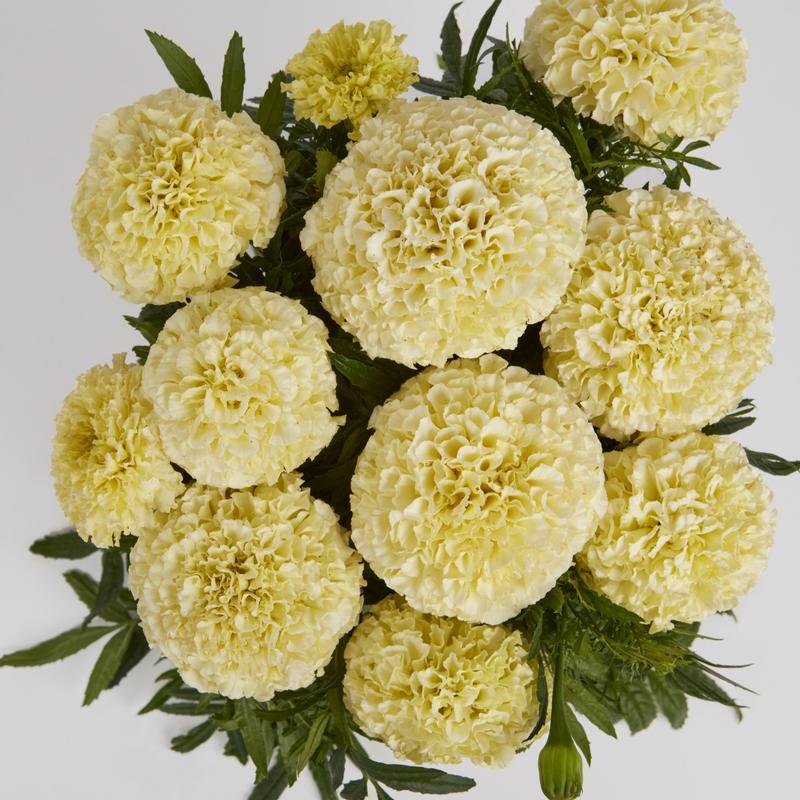 Tagetes erecta 'Lanna Lace' - Image courtesy of Ball Horticultural Company